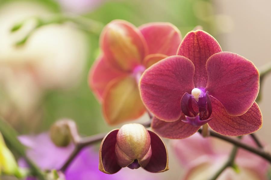 Nature Photograph - Phalaenopsis Fangmei Sweet burgundy Orchid by Maria Mosolova/science Photo Library