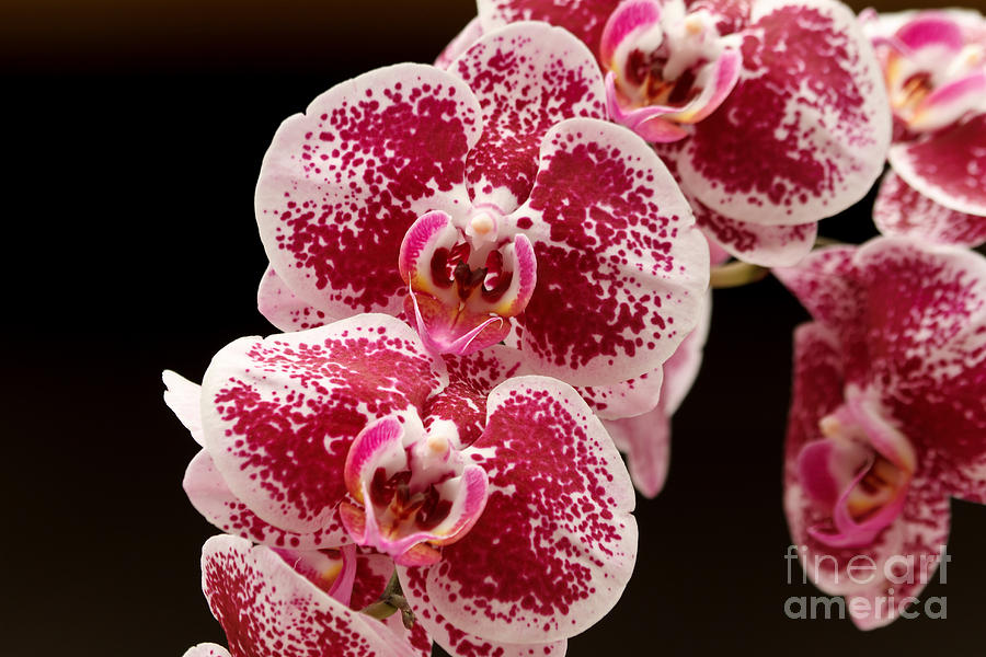 Phalaenopsis flowers Photograph by Antonio Scarpi