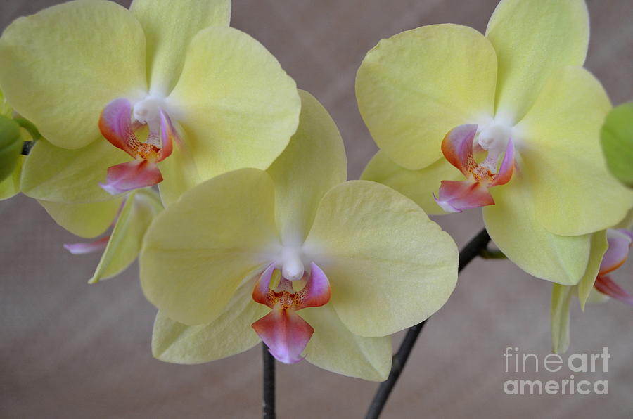 Phalaenopsis Fullers Sunset Orchid On Lauhala Mat - No 1 Photograph