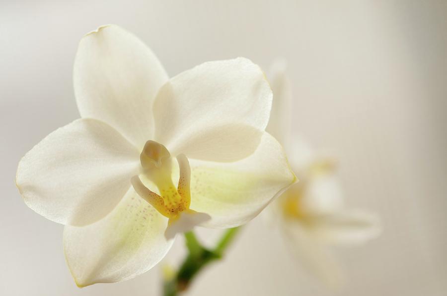 Orchid Photograph - Phalaenopsis Hos Dreamy Jade by Maria Mosolova/science Photo Library