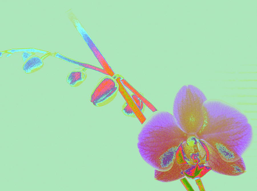 Phalaenopsis Photograph by Jodie Marie Anne Richardson Traugott          aka jm-ART