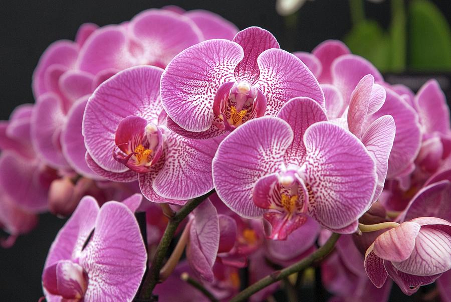 Phalaenopsis 'king Abendrot' Photograph by Adrian Thomas/science Photo ...