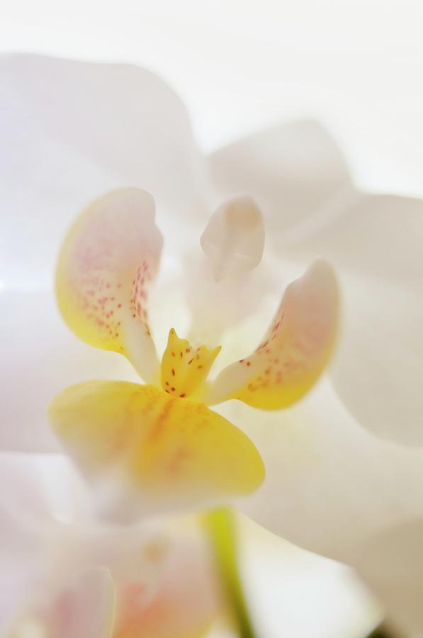 Phalaenopsis Lius Fantasy sweetheart Photograph by Maria Mosolova/science Photo Library