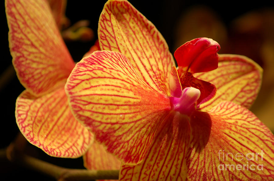 Phalaenopsis Moth Orchid Photograph by Nancy Mueller