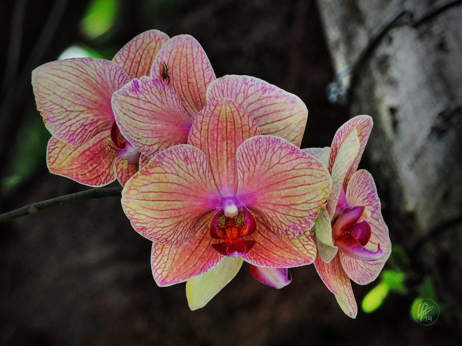 Phalaenopsis Orchid 001 Photograph by Lance Vaughn