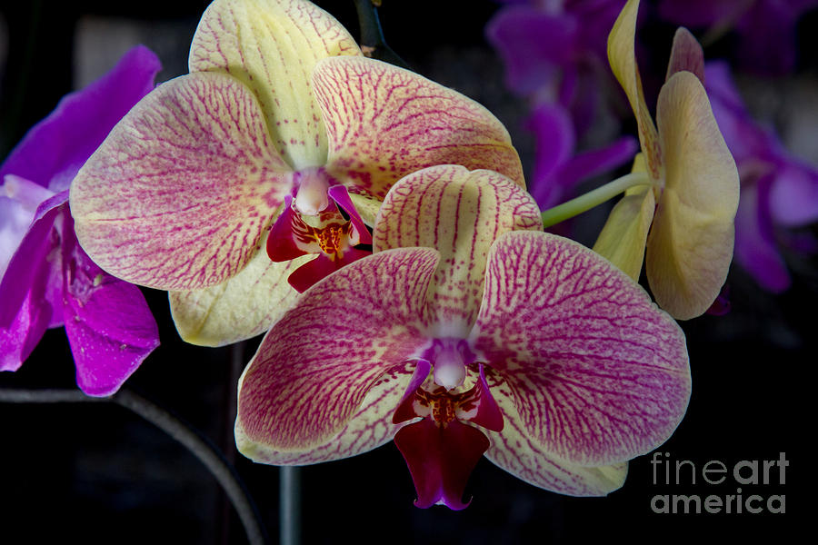 Phalaenopsis Orchid 1 Photograph by Chris Scroggins