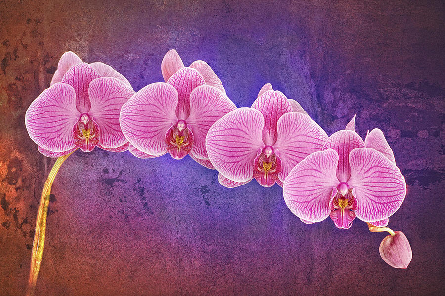 Phalaenopsis Orchid Art Four Photograph by Bob Coates