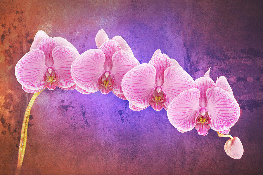 Phalaenopsis Orchid Art Two Photograph by Bob Coates