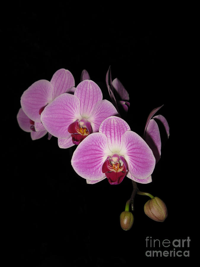 Orchid Photograph - Phalaenopsis Orchid Beauty by Elizabeth Debenham