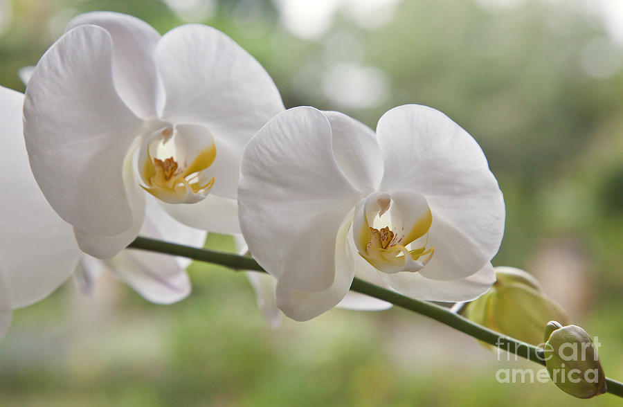 Phalaenopsis Orchid Photograph by Craig Lovell