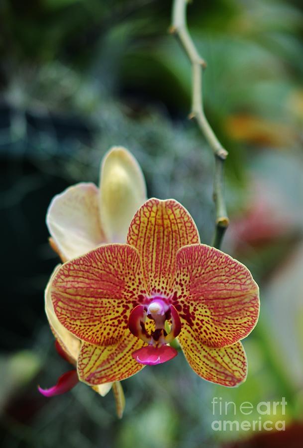 Phalaenopsis Orchid Photograph by Craig Wood