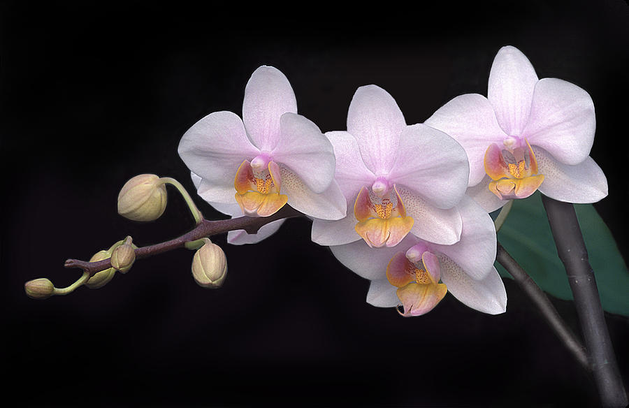 Phalaenopsis Orchid Photograph by Dave Mills
