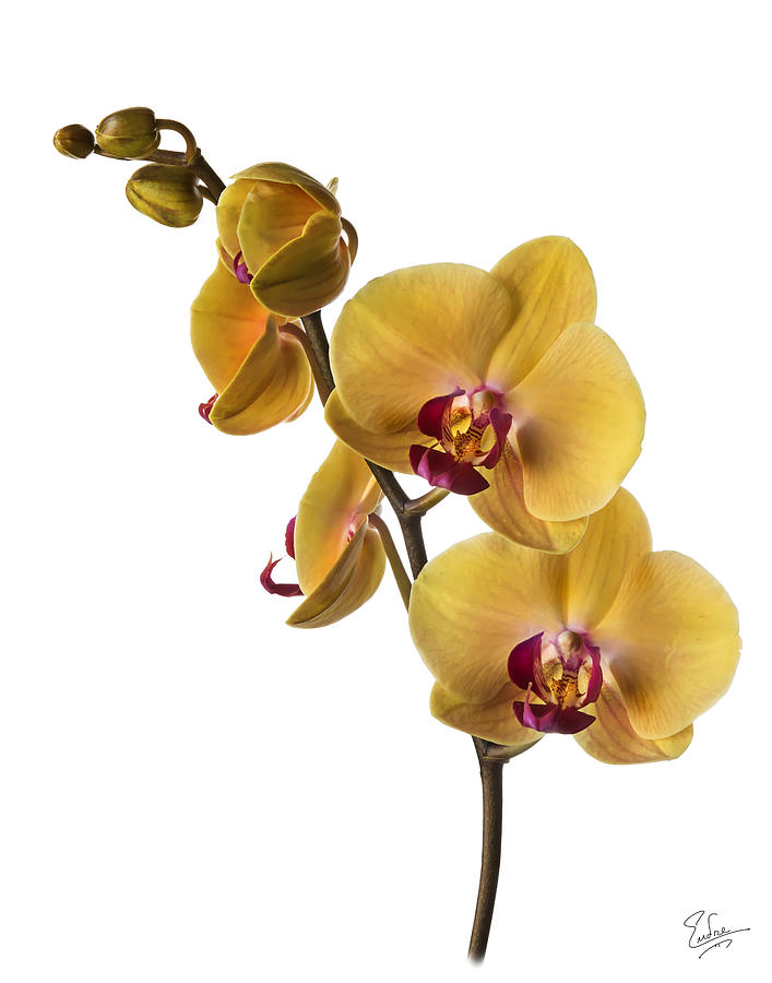 Phalaenopsis Orchid Photograph by Endre Balogh