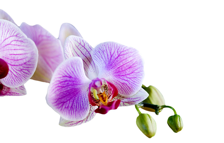 Phalaenopsis orchid flower   Photograph by Michalakis Ppalis