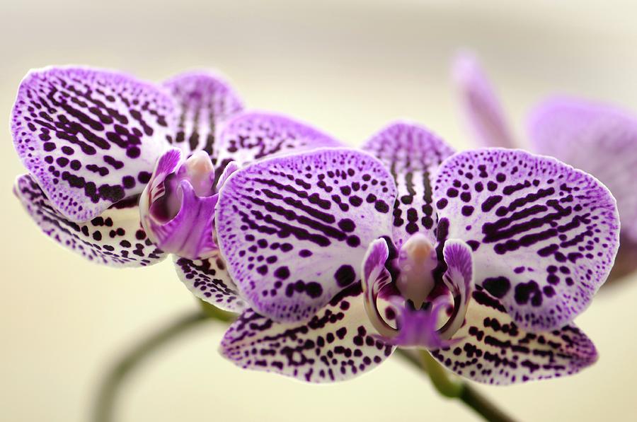 Phalaenopsis Orchid Flowers Photograph by Maria Mosolova