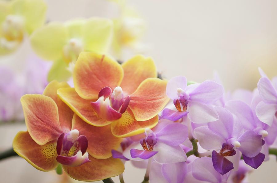 Flower Photograph - Phalaenopsis Orchid Hybrids (sweetheart And sw) by Maria Mosolova/science Photo Library