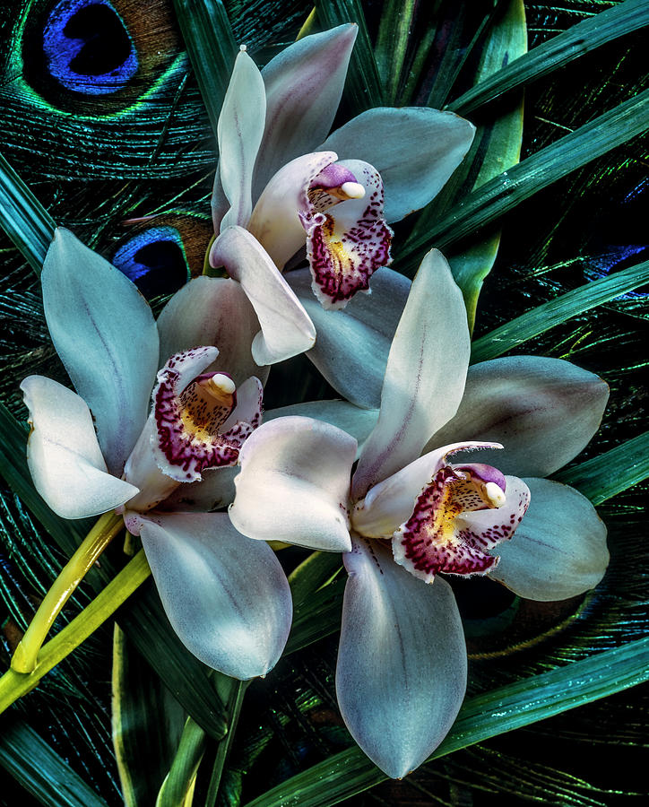 Phalaenopsis Orchid Photograph by Johnandersonphoto