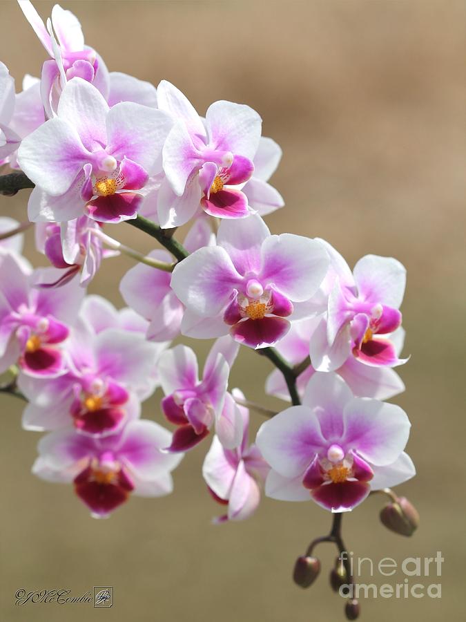 Phalaenopsis Orchid named Be Tris Photograph by J McCombie