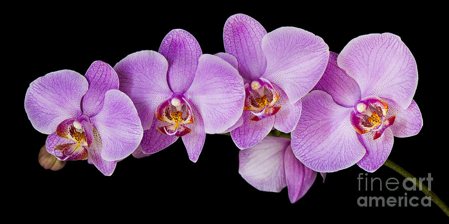 Phalaenopsis Orchid Photograph by Oscar Gutierrez