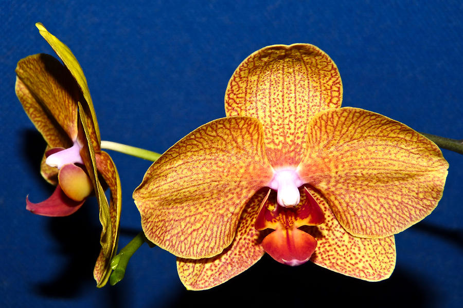 Phalaenopsis Orchid Photograph by Pete Trenholm