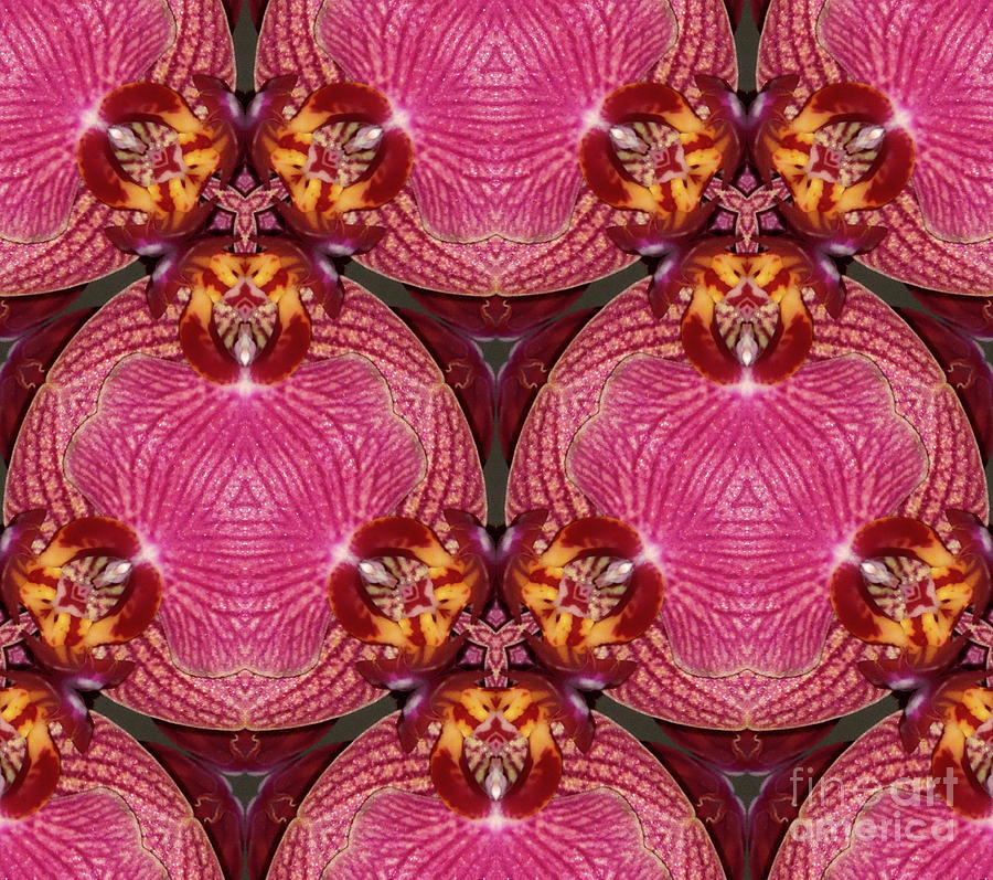 Phalaenopsis Orchid Redesigned Digital Art by Renee Trenholm