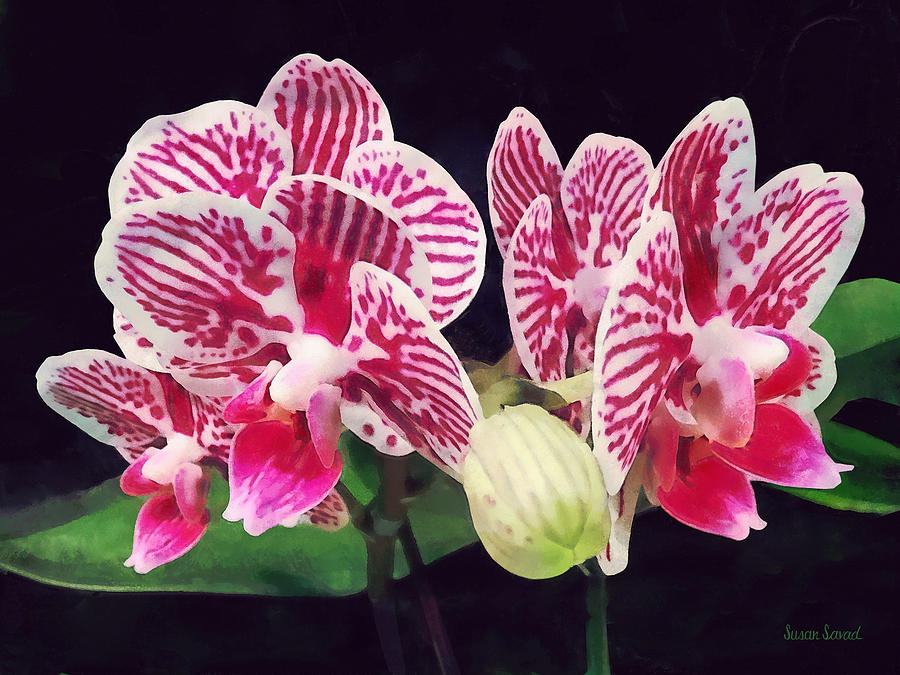 Orchid Photograph - Phalaenopsis Orchid Taida Little Zebra  by Susan Savad