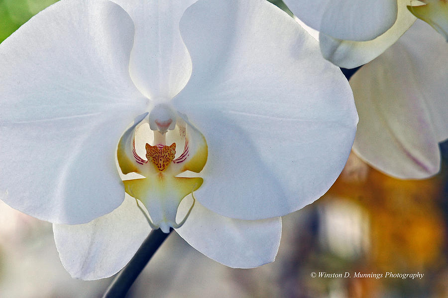 Phalaenopsis Orchid - The Moth Orchid Photograph by Winston D Munnings
