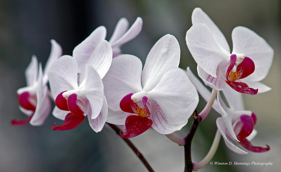 Orchid Photograph - Phalaenopsis Orchid by Winston D Munnings