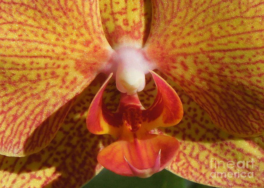 Phalaenopsis Orchid Yellow and Red . macro Photograph by Renee Trenholm