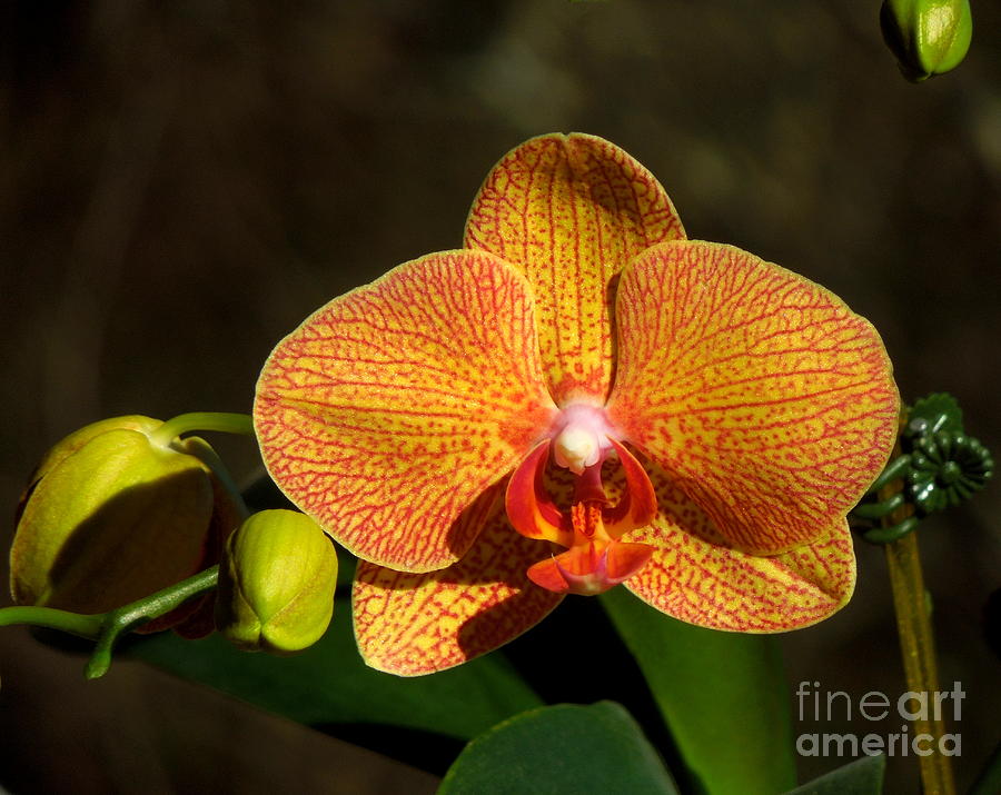 Phalaenopsis Orchid Yellow and Red Photograph by Renee Trenholm