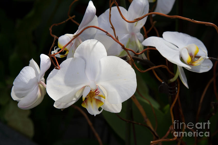 Phalaenopsis Orchids 2 Photograph by Chris Scroggins