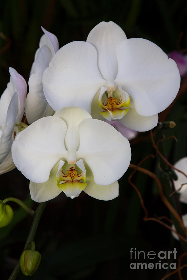 Phalaenopsis Orchids 3 Photograph by Chris Scroggins
