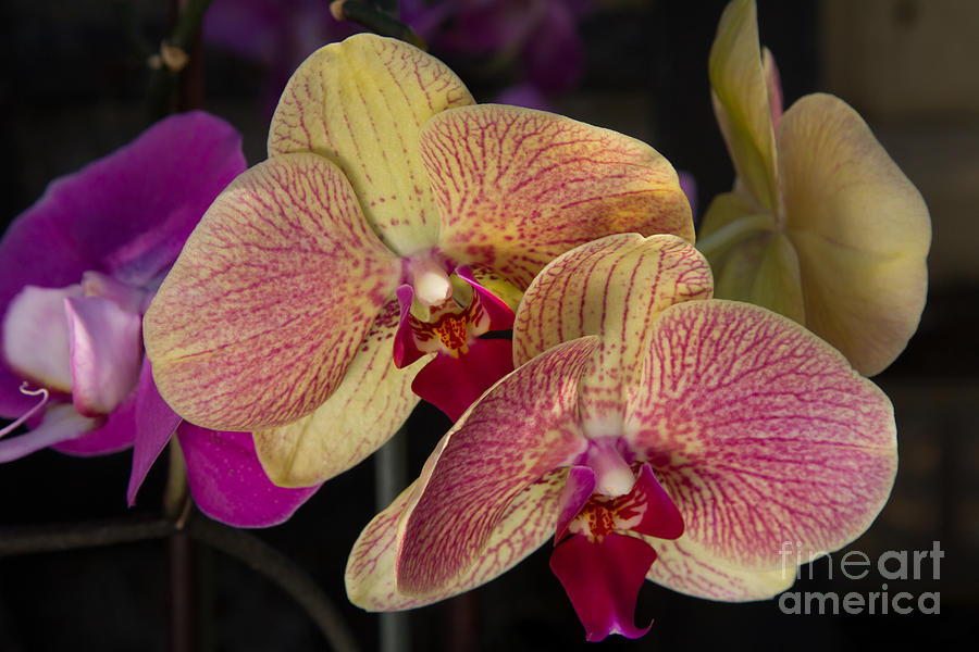 Phalaenopsis Orchids 4 Photograph by Chris Scroggins