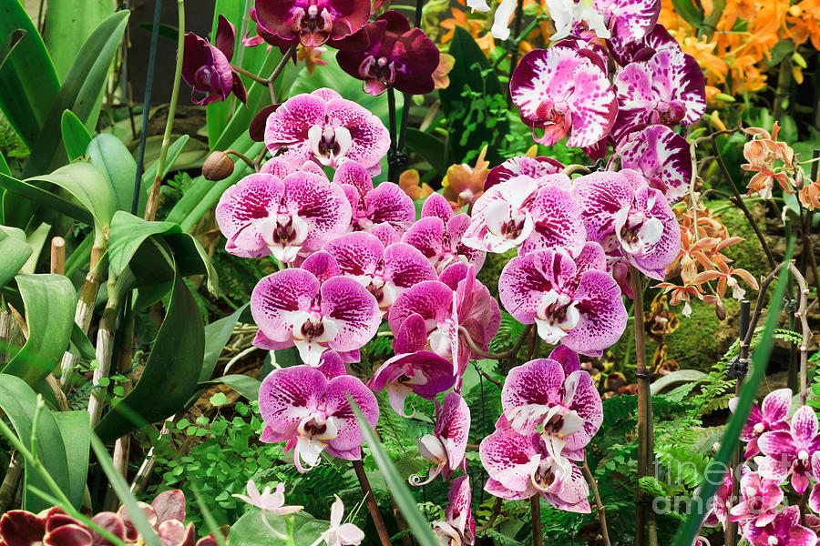 Phalaenopsis orchids Photograph by Antonio Scarpi