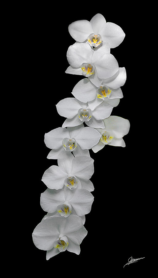 Phalaenopsis Orchids Photograph by Phil Jensen