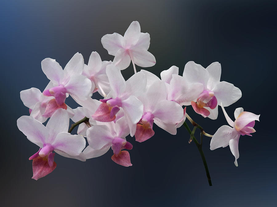 Phalaenopsis Orchids Twilight Rainbow Photograph by Susan Savad