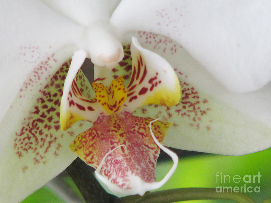 Orchid Photograph - Phalaenopsis by Patricia Blake