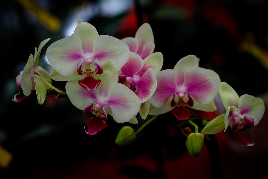 Phalaenopsis Pink Orchid Photograph By Donald Chen