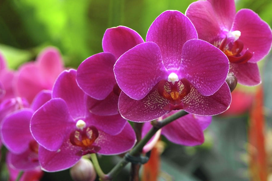 Orchid Photograph - Phalaenopsis red Jewel by Neil Joy/science Photo Library