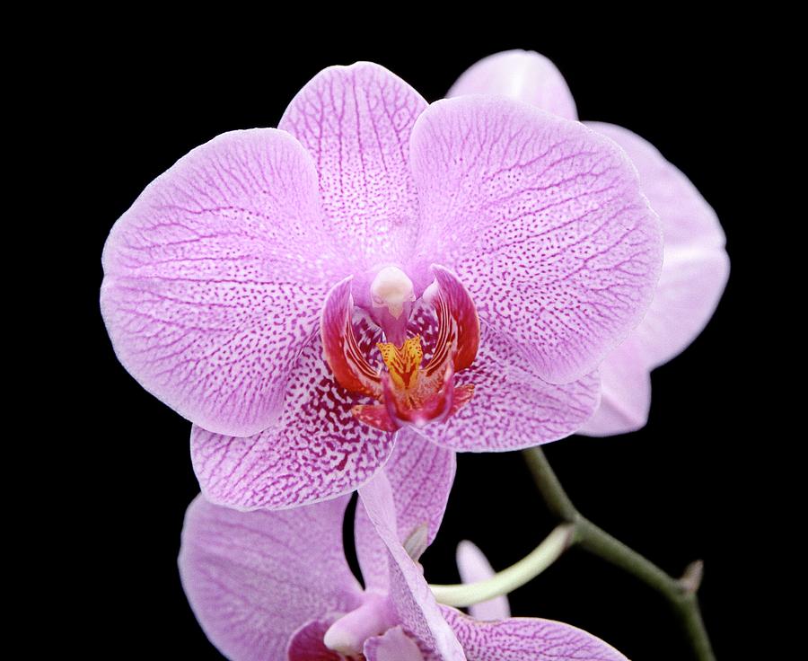 Phalaenopsis Smartissimo X Matmiva Photograph by Neil Joy/science Photo ...