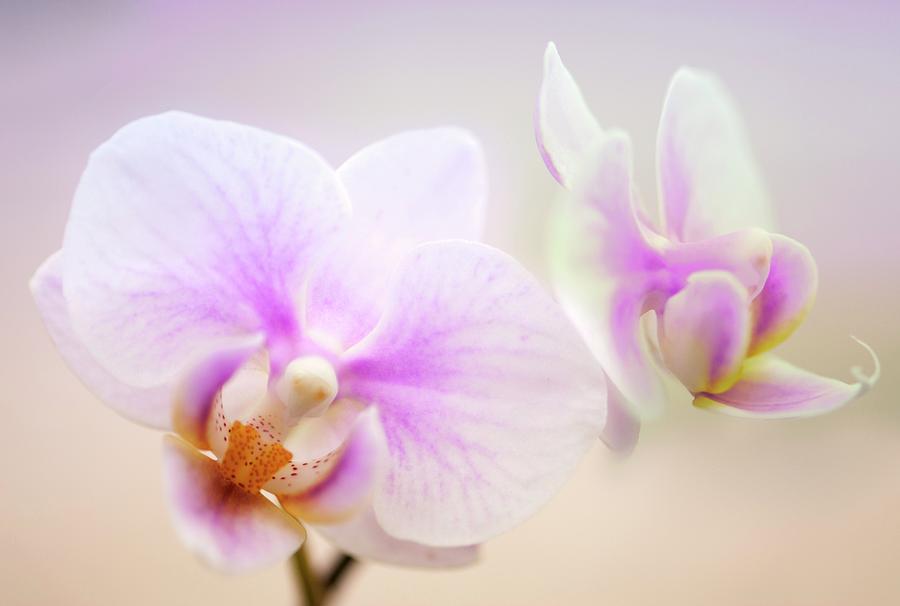 Phalaenopsis sweetheart Orchid Flowers Photograph by Maria Mosolova