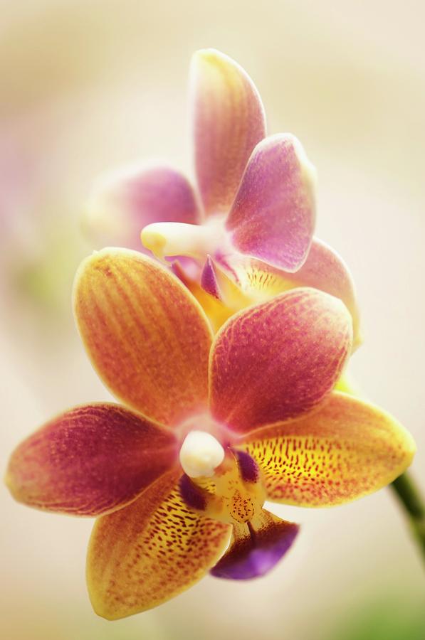 Phalaenopsis Tzu Chiang Balm ot0076 Orchid Photograph by Maria Mosolova/science Photo Library