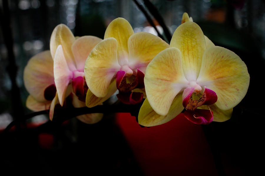 Phalaenopsis Yellow Orchid Photograph By Donald Chen 