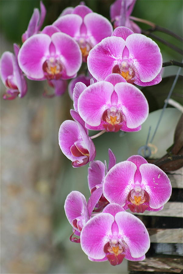 Phalanopsis Orchids in Bloom Photograph by Melinda Saminski