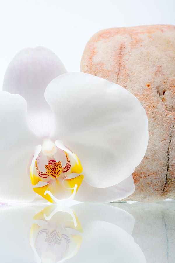 Nature Photograph - Phalenopsis and Rock 47 by W Chris Fooshee
