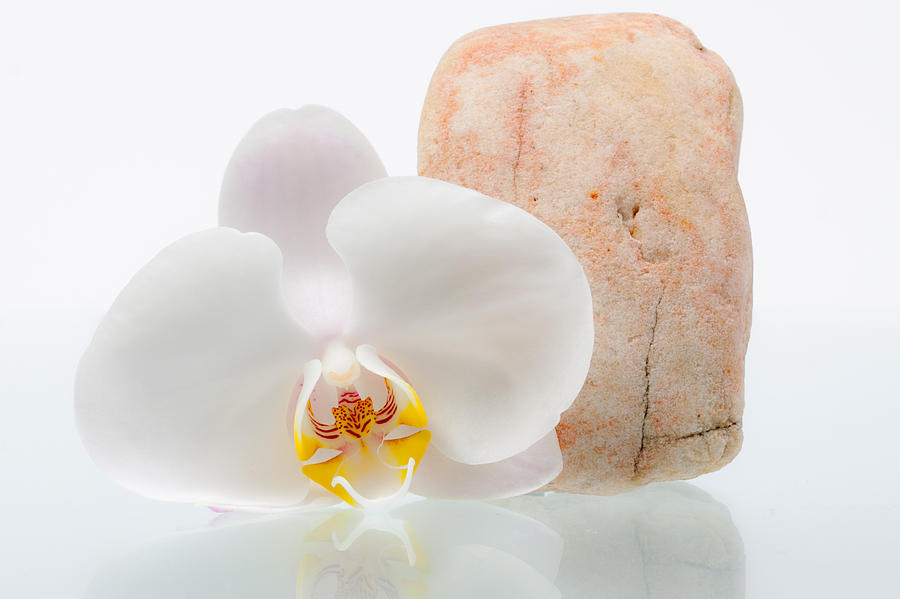 Phalenopsis and Rock 51 Photograph by W Chris Fooshee
