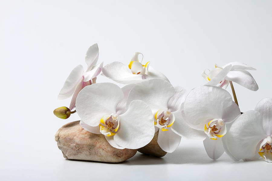 Phalenopsis and Rock 79 Photograph by W Chris Fooshee
