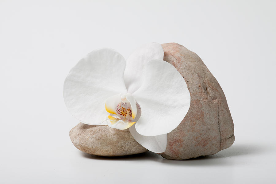 Phalenopsis and Rock 83 Photograph by W Chris Fooshee