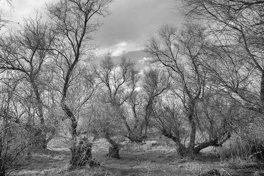 Black And White Photograph - Phantom forest by Guido Montanes Castillo