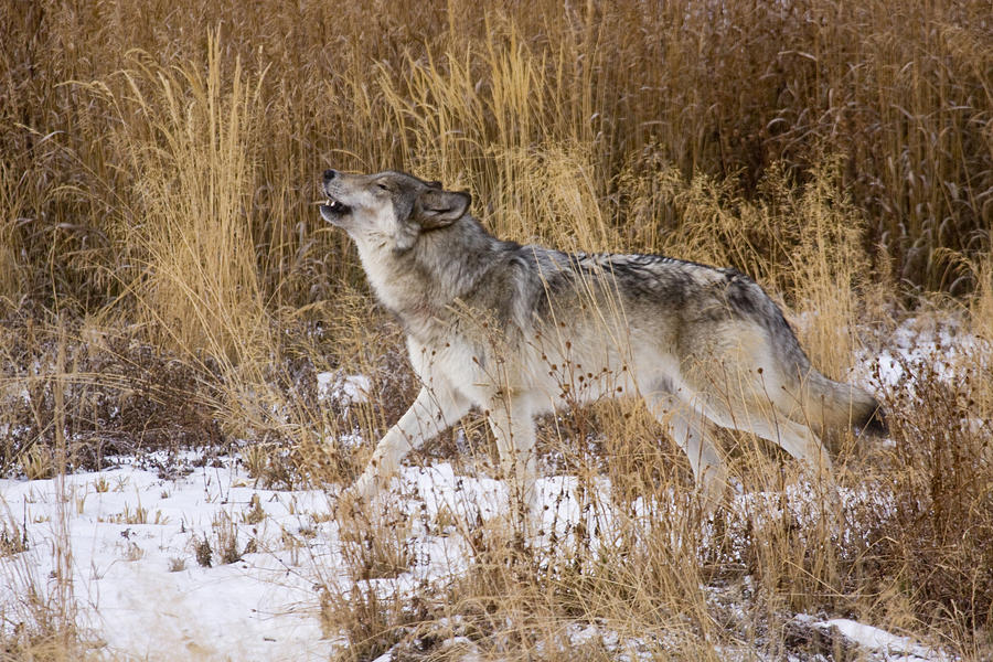 Phantom Lake Wolf Photograph by Mark  Miller